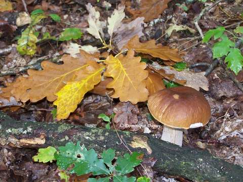 champignon - Cèpe