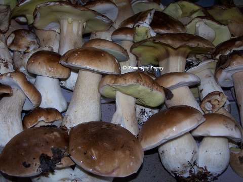 champignons - Cèpes