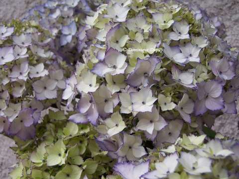 Hortensia