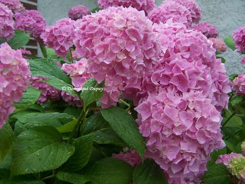 Hortensias