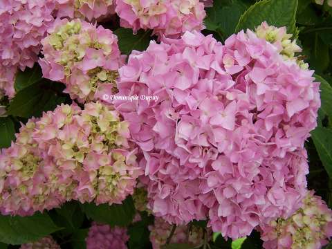 Hortensias