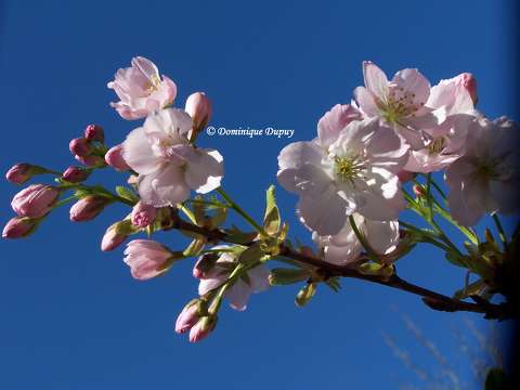 Prunus Serrulata Amanogawa