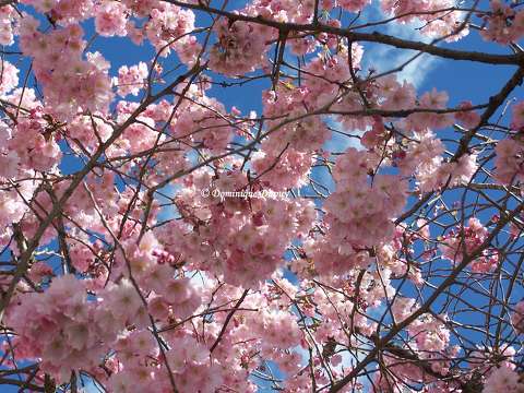 Le Cerisier en fleurs