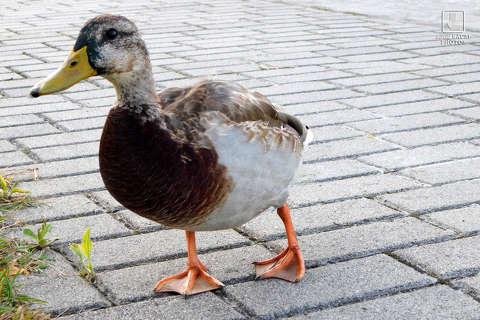 vadkacsa, vizimadár