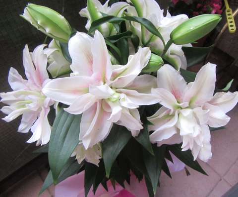 liliomok