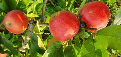 Les Pommes Fuji