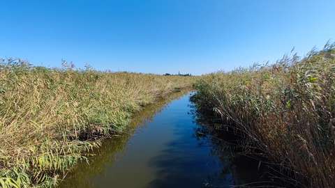folyó magyarország nád tisza