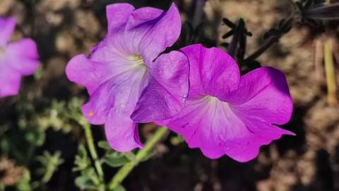 petúnia