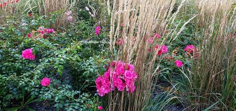 Magnifiques roses.