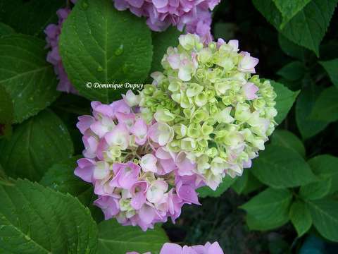 Hortensias