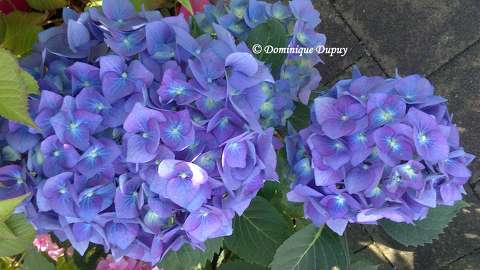 Hortensias bleus