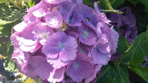 Hortensia