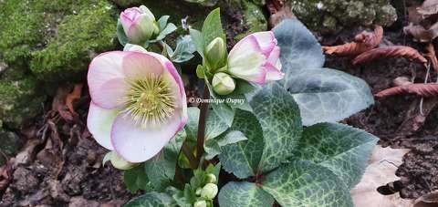 Les Héllébores du jardin