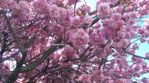 Prunus Serrulata Kanzan