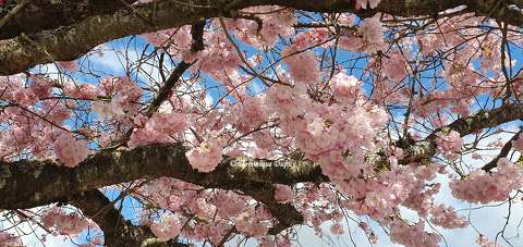 Le Cerisier en fleurs