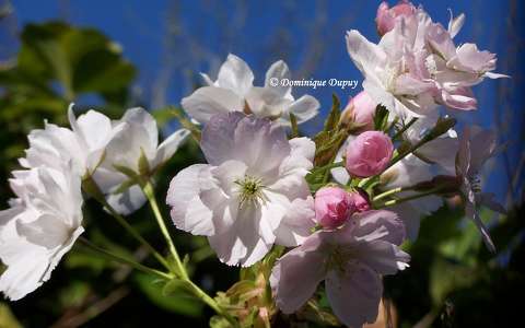 Prunus Serrulata Amanogawa