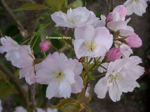 Prunus Serrulata Amanogawa