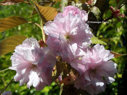 Prunus Serrulata Kanzan