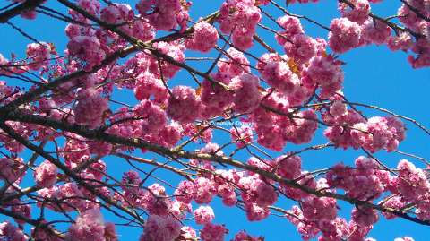 Prunus Serrulata Kanzan