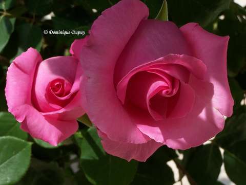 Roses