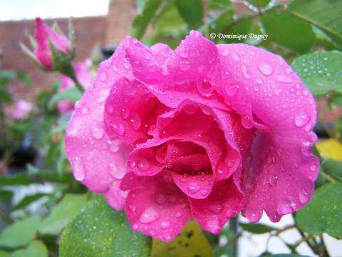Roses