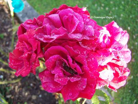 Roses sous la pluie