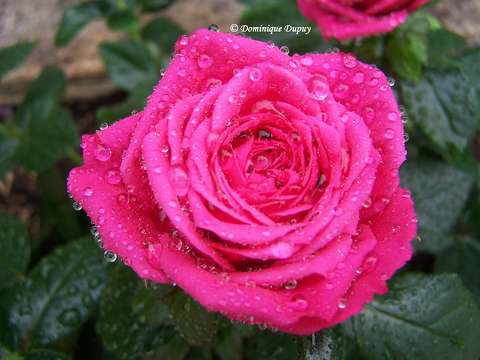 Roses sous la pluie