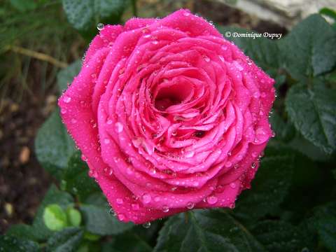 Rose sous la pluie