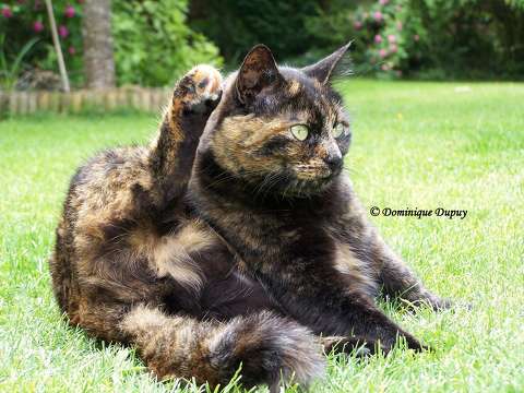 Chatte - Caramel