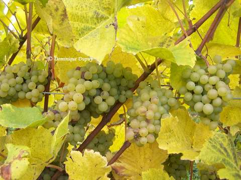 Vignes - Hunawihr  - Alsace - France