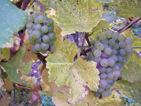 Vignes - Hunawihr  - Alsace - France