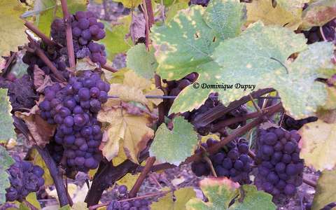 Vignes - Hunawihr  - Alsace - France