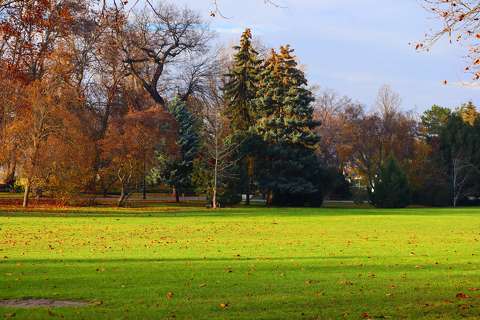 ősz, Margit Sziget, park, gyep