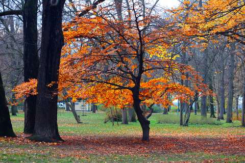 ősz, park, erdő