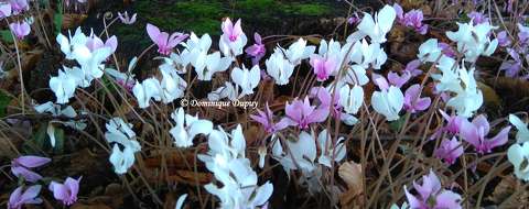 Cyclamens
