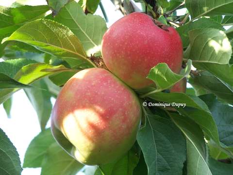 Les Pommes Fuji