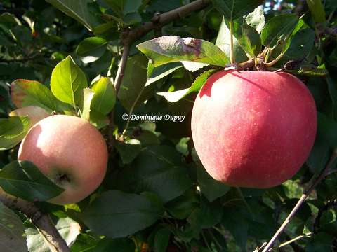 Les Pommes Fuji