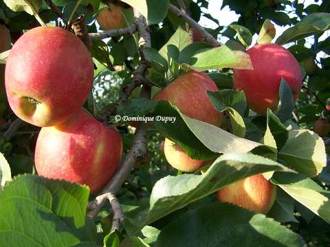 Les Pommes Fuji