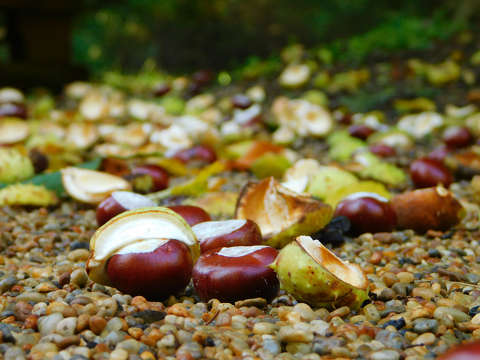 Zirci arborétumban