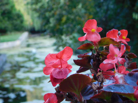 Begonia - Balatonfűzfő