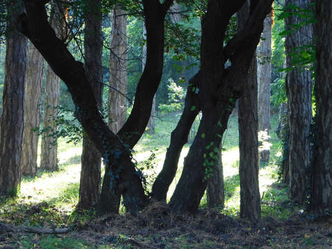 Liget - Balatonfűzfő