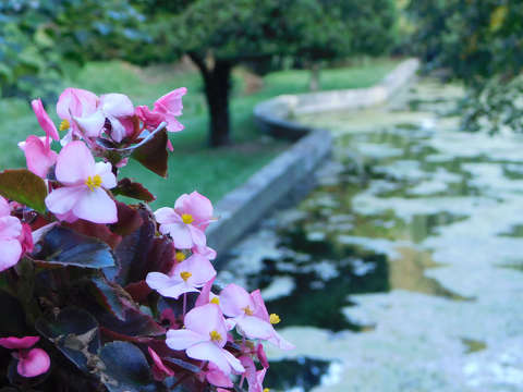 Begonia - Balatonfűzfő