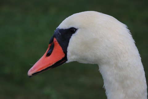 Hattyú portré
