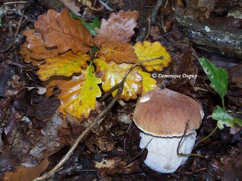 Champignon - Cèpe