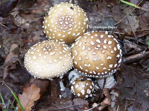 Champignons - Amanite Panthère