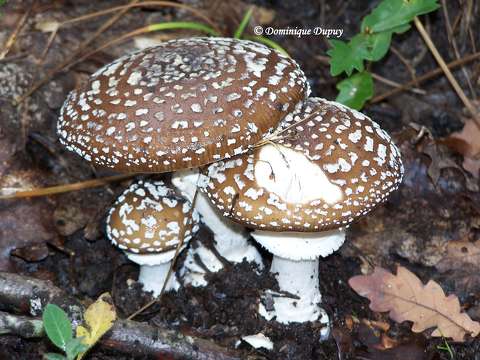 Champignons - Amanite Panthère