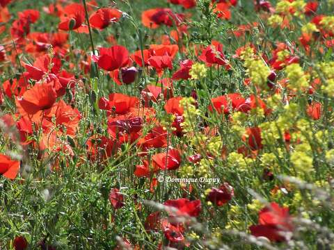 Coquelicots