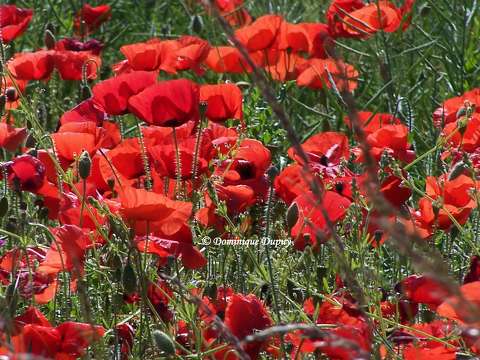 Coquelicots