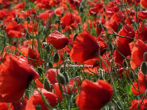 Coquelicots