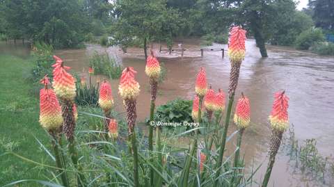 Kniphofias